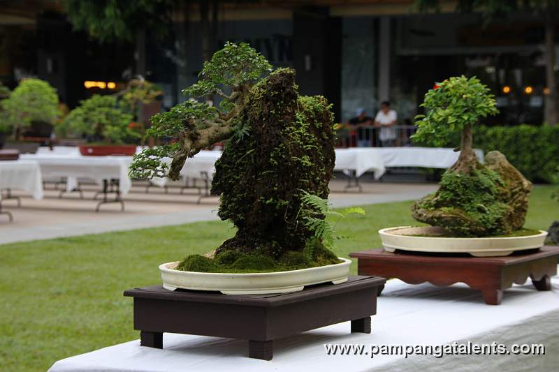 Rockgrown - Molave Bonsai