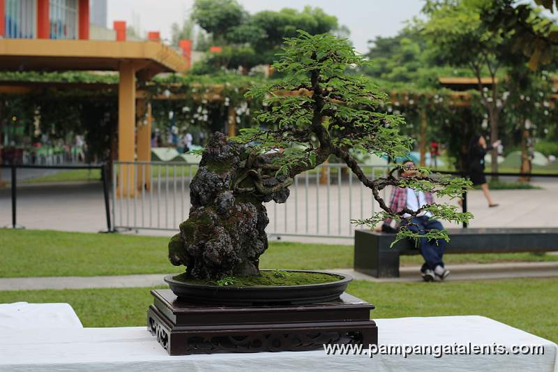 Root over rock - Tamarind