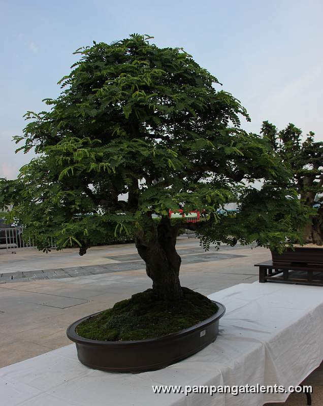 Twintrunk - Tamarind Bonsai