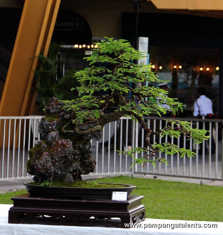 Root over Rook - Tamarind Bonsai