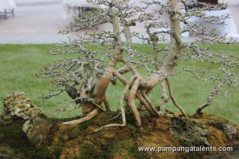 Bonsai deatil 3