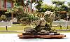 Penjing / Landscape Bonsai