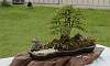 Penjing / Landscape Bonsai