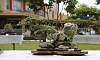 Penjing / Landscape Bonsai