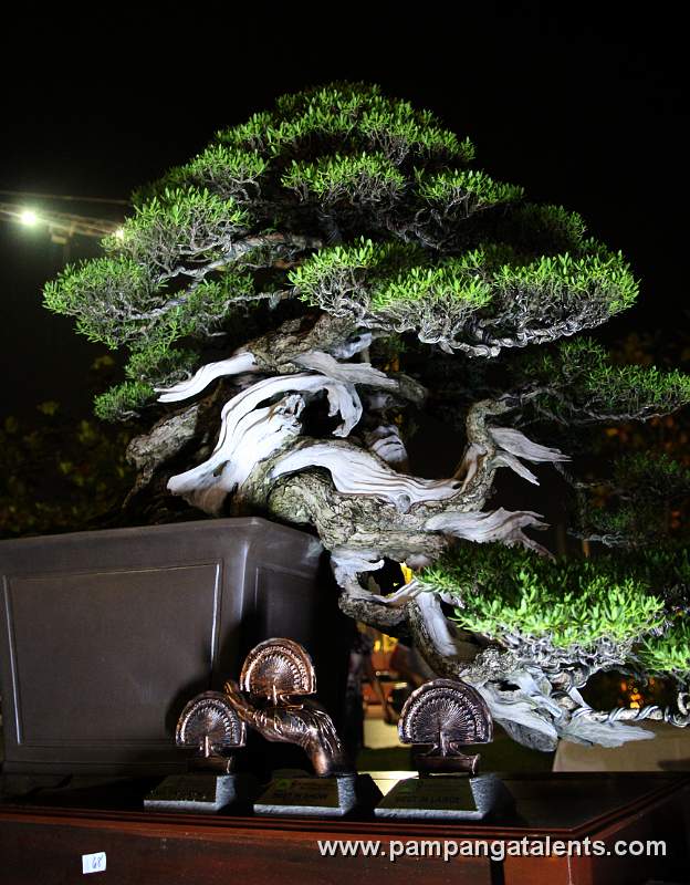 Semi - cascade - Bantigue Philippines Bonsai
