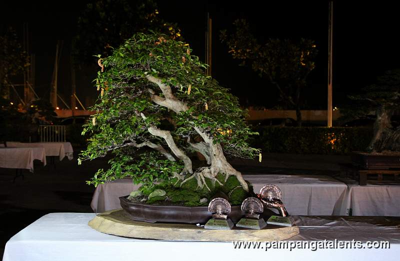 Clamp Style - Bignay Philippines Bonsai