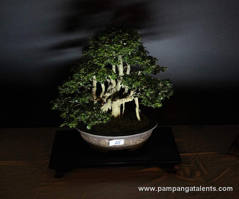 Clap Style - Molawin Philippines Bonsai