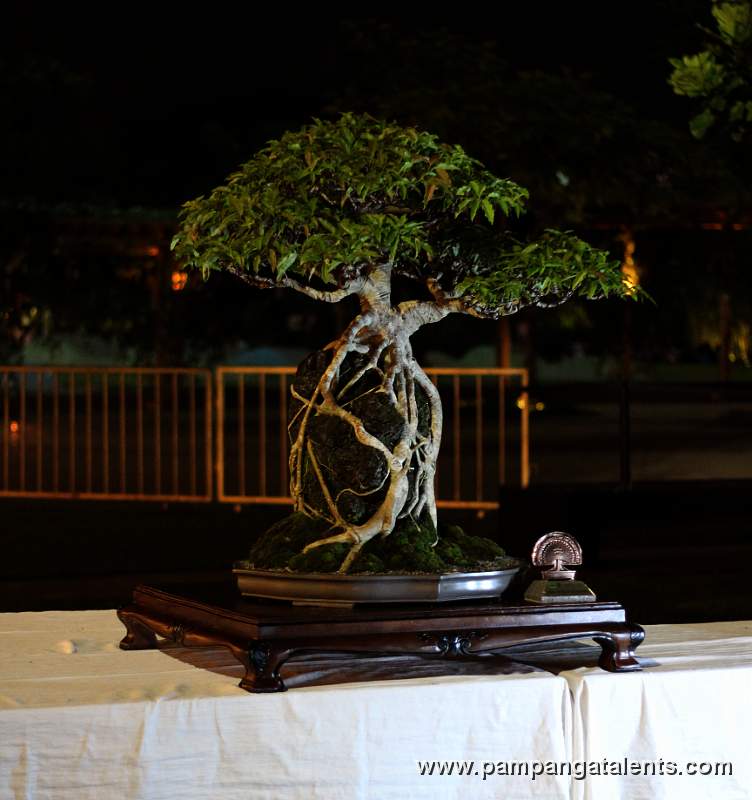 Root over rock - red ficus - Philippines Bonsai