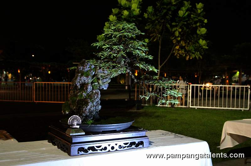 Root over Rock - Tamarind Philippines Bonsai