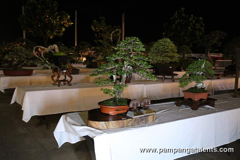 Gallary of Tropical Philippines Bonsai