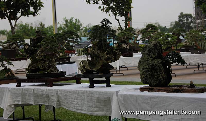 Gallery of Rockgrown Bonsai