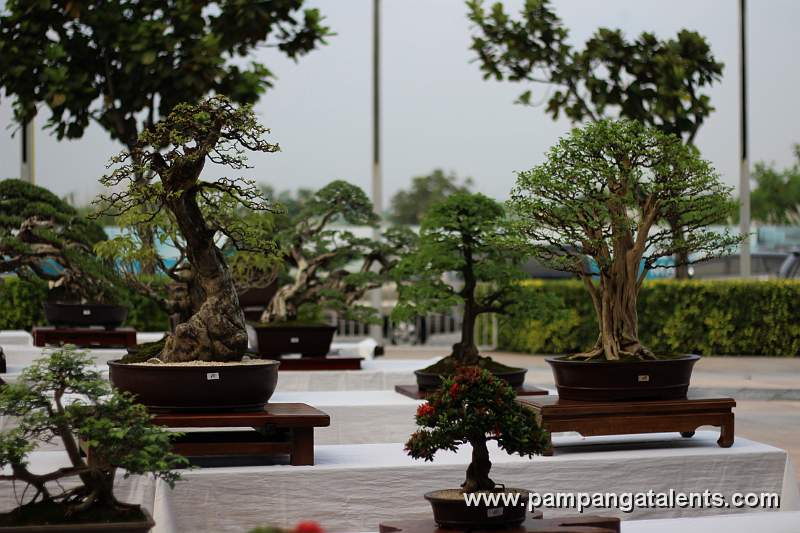 Gallery of Tropical Bonsai