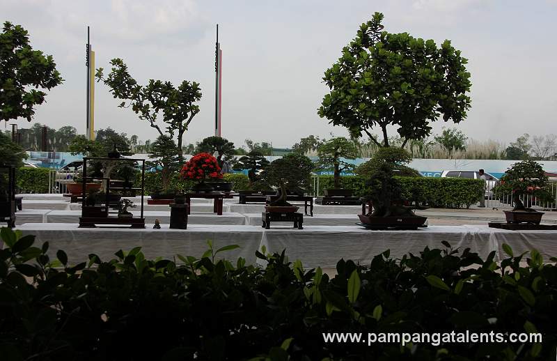 Gallery of Tropical Bonsai