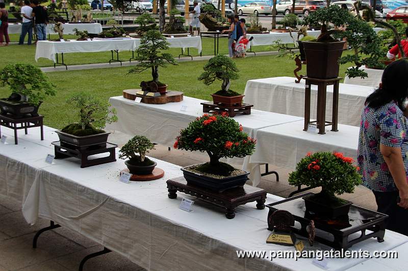Gallery of Tropical Bonsai