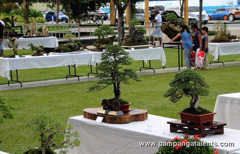 Gallery of Tropical Bonsai