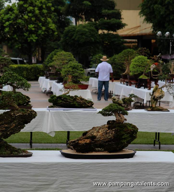 Gallery of Rockgrown Bonsai