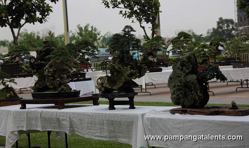Gallery of Rockgrown Bonsai