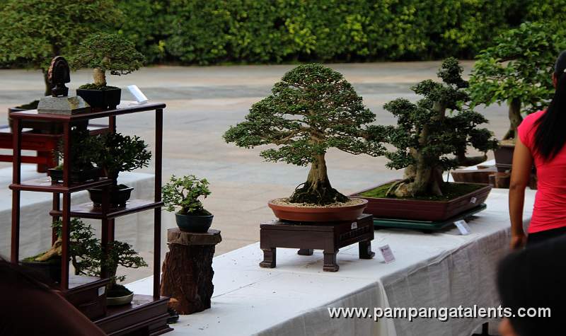 Gallery of Tropical Bonsai