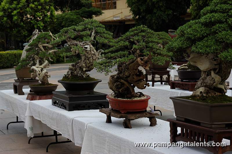 Gallery of Tropical Bonsai