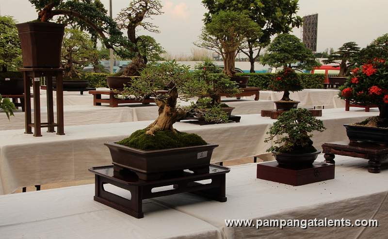 Gallery of Tropical Bonsai