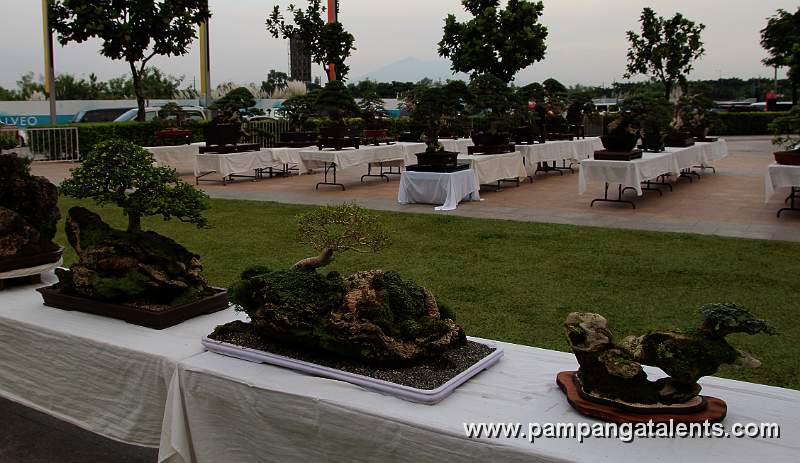 Gallery of Rockgrown Bonsai