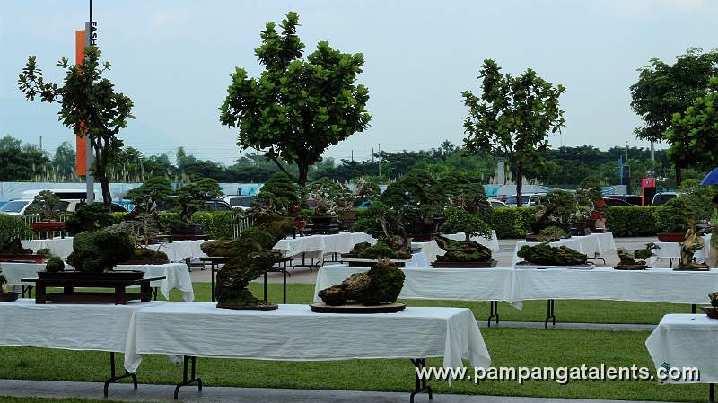 Gallery of Rockgrown Bonsai