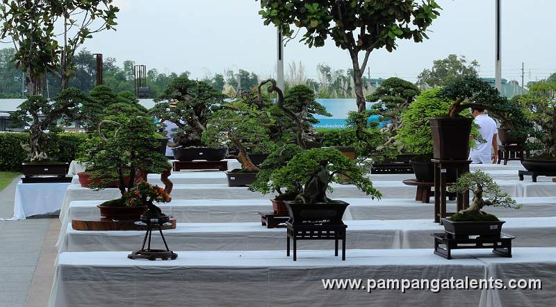 Gallery of Rockgrown Bonsai