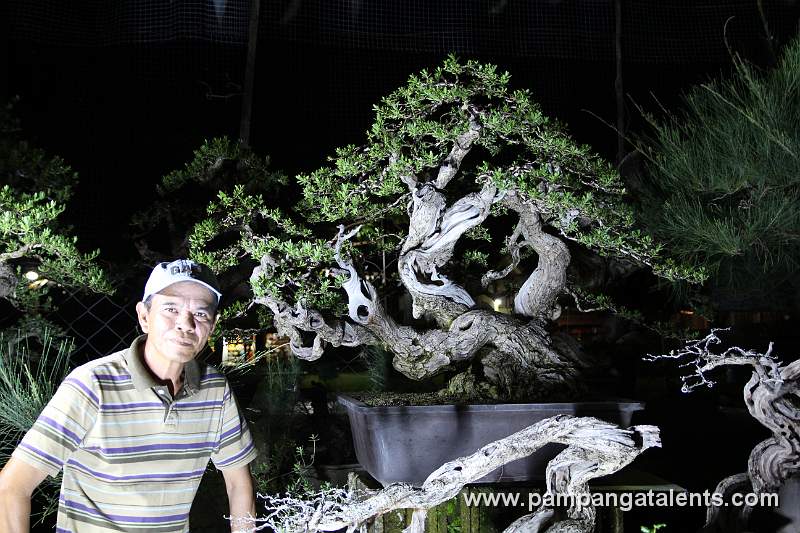 Bantigue Bonsai / Style: Triple Trunk
