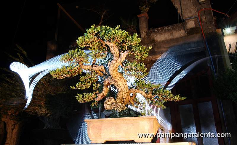 Bantigue Bonsai / Style: Freestile