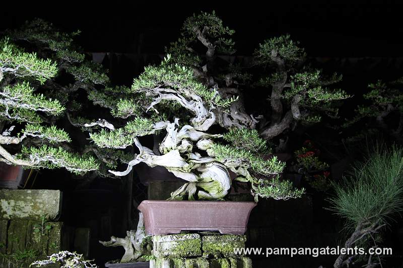 Bantigue Bonsai / Style: Informal Upright