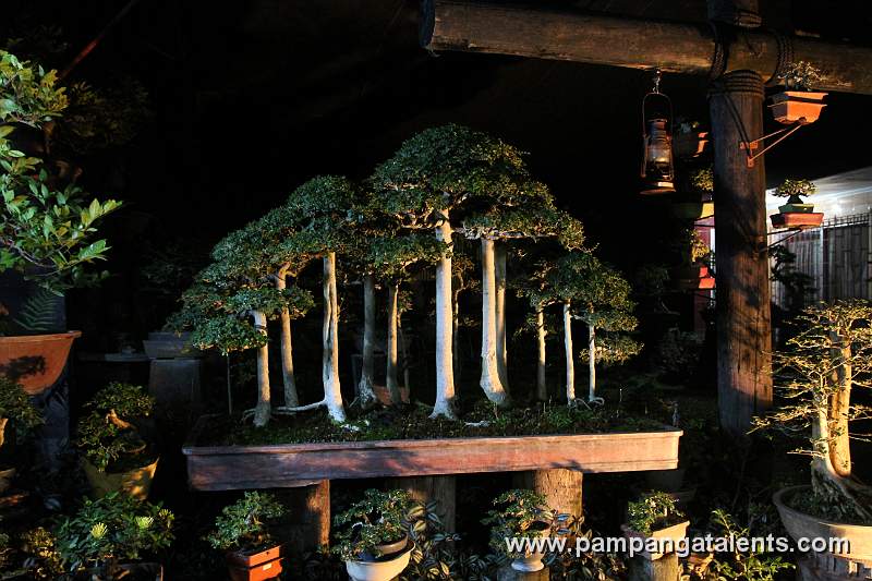 Kalvios Bonsai / Style: Forest