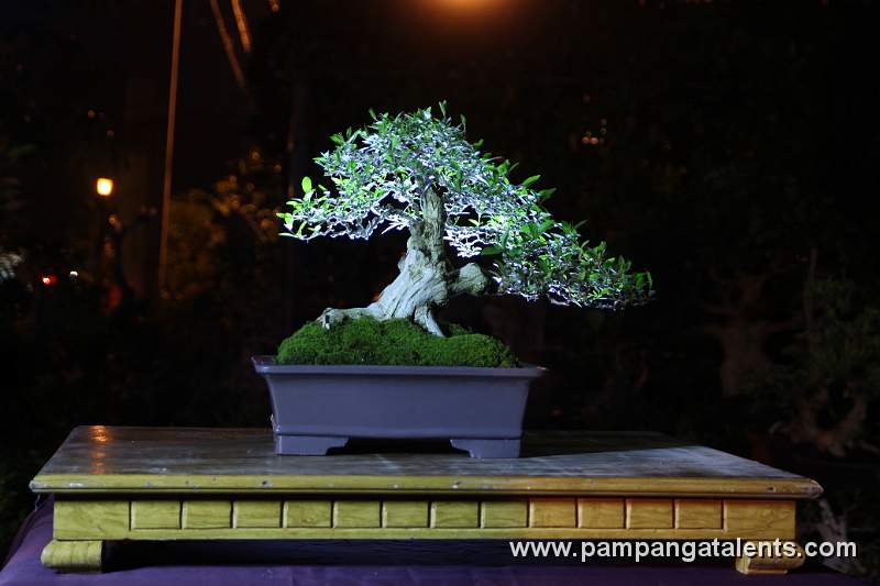 Latino Bonsai / Style: Slunting