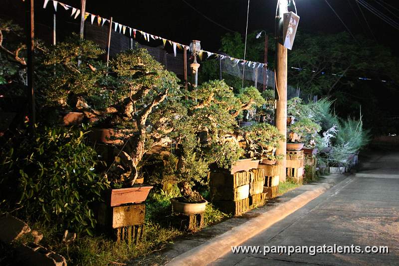 An array of Bantigue Bonsai