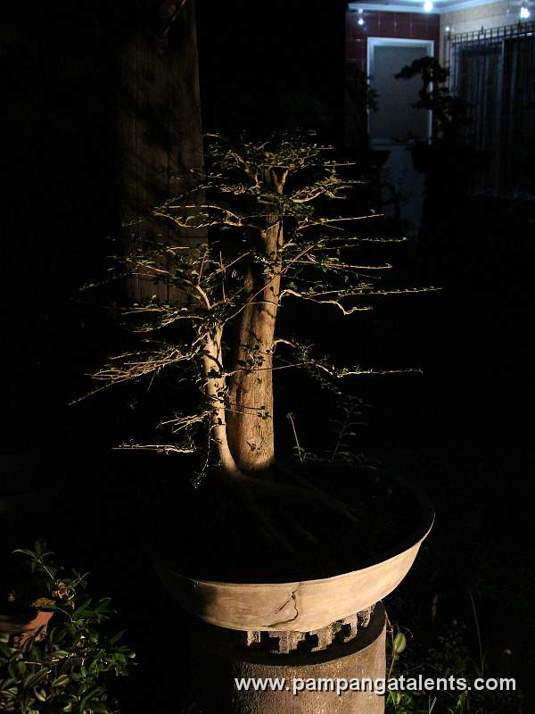 Mulavin Bonsai / Style: Twin Trunk