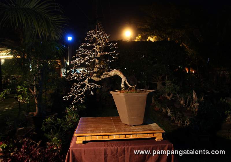 Tamarind Bonsai / Style: Sami-Cascade