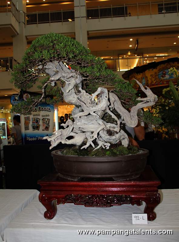 Bantigue Bonsai - Cascade