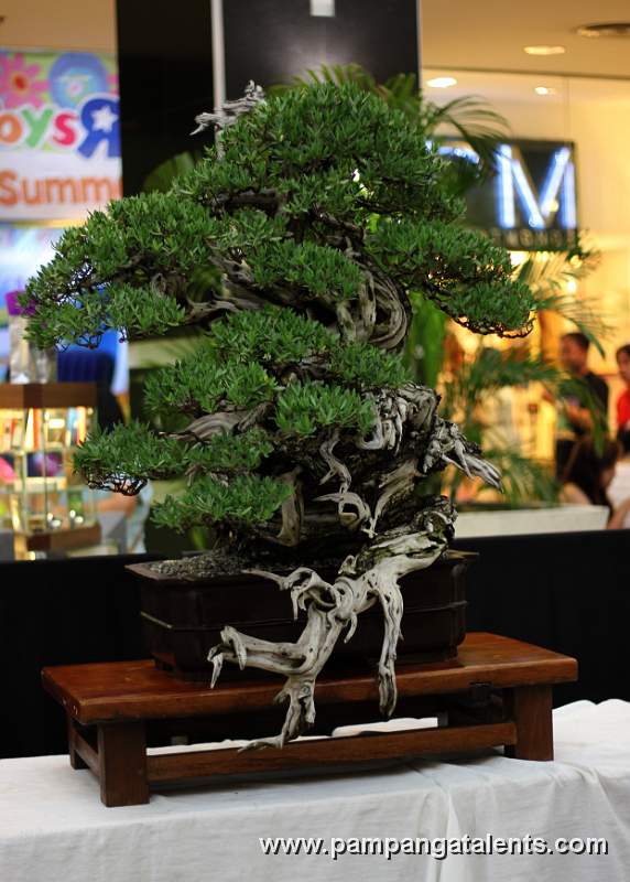 Bantigue Bonsai - Cascade