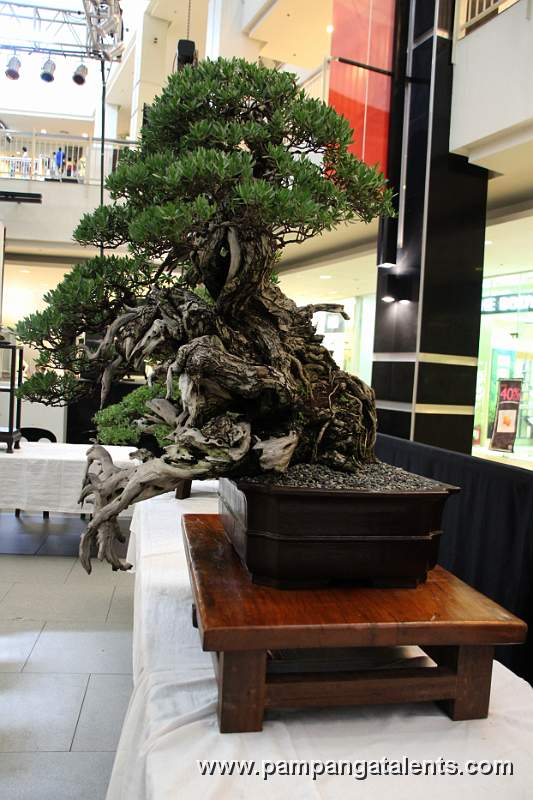 Bantigue Bonsai - Cascade