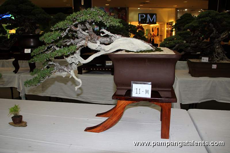 Bantigue Bonsai - Cascade
