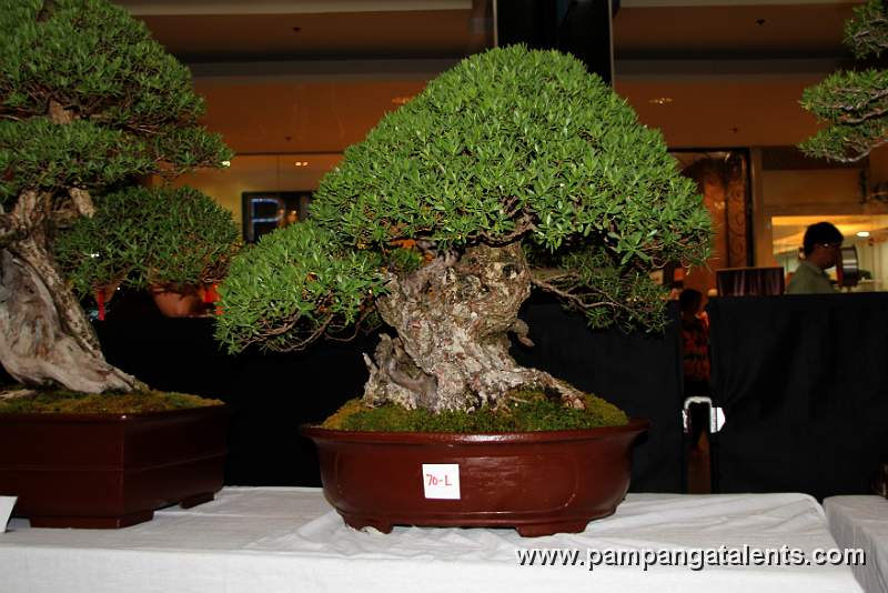 Bantigue Bonsai - Formal upright