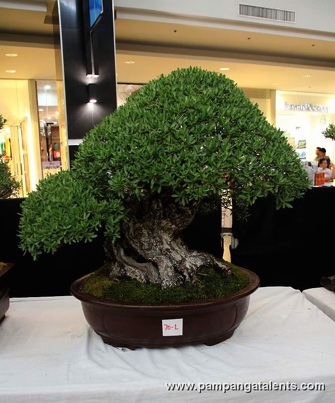 Bantigue Bonsai - Formal upright