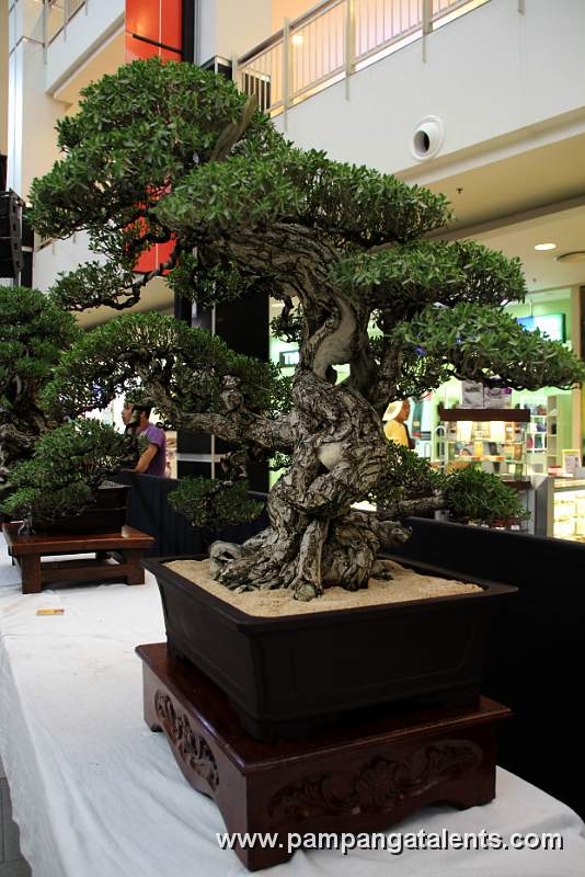 Bantigue Bonsai - Free style