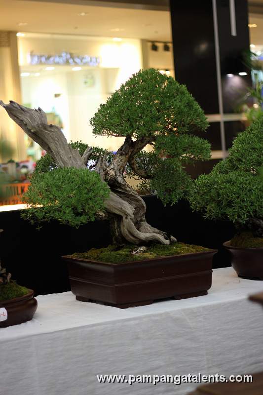 Literati - Bantigue Bonsai