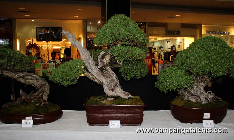 Literati - Bantigue Bonsai