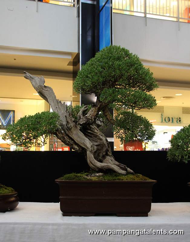 Literati - Bantigue Bonsai