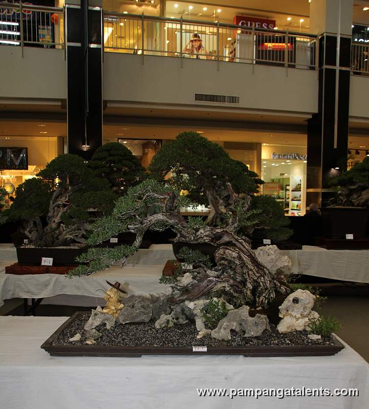 Bantigue Bonsai - Rock clasping