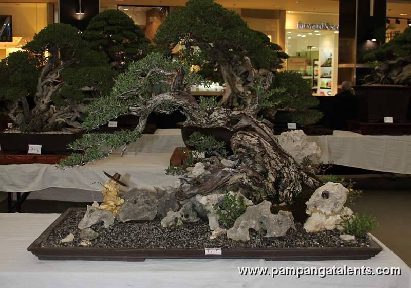 Bantigue Bonsai - Rock clasping