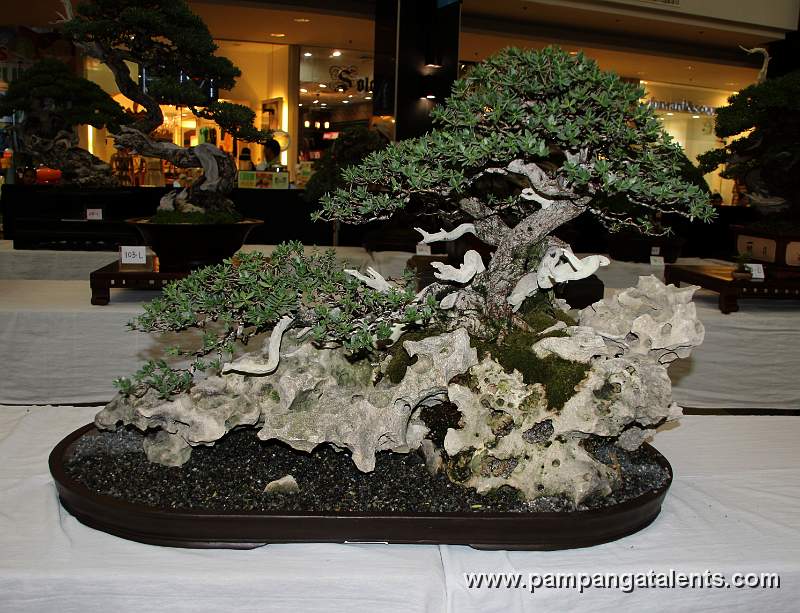 Bantigue Bonsai - Rock clasping