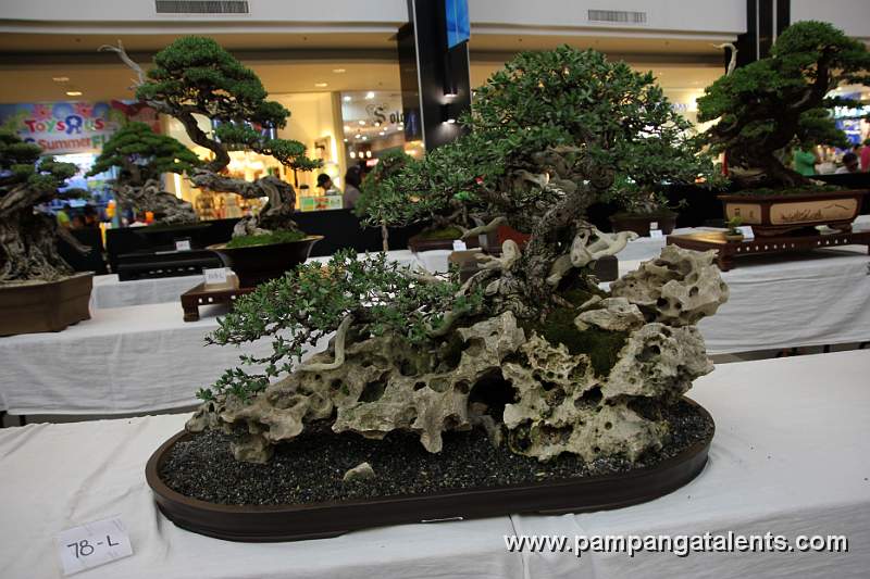 Bantigue Bonsai - Rock clasping