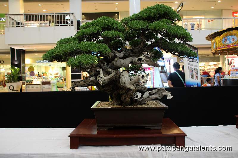 Bantigue Bonsai - Twin trunk